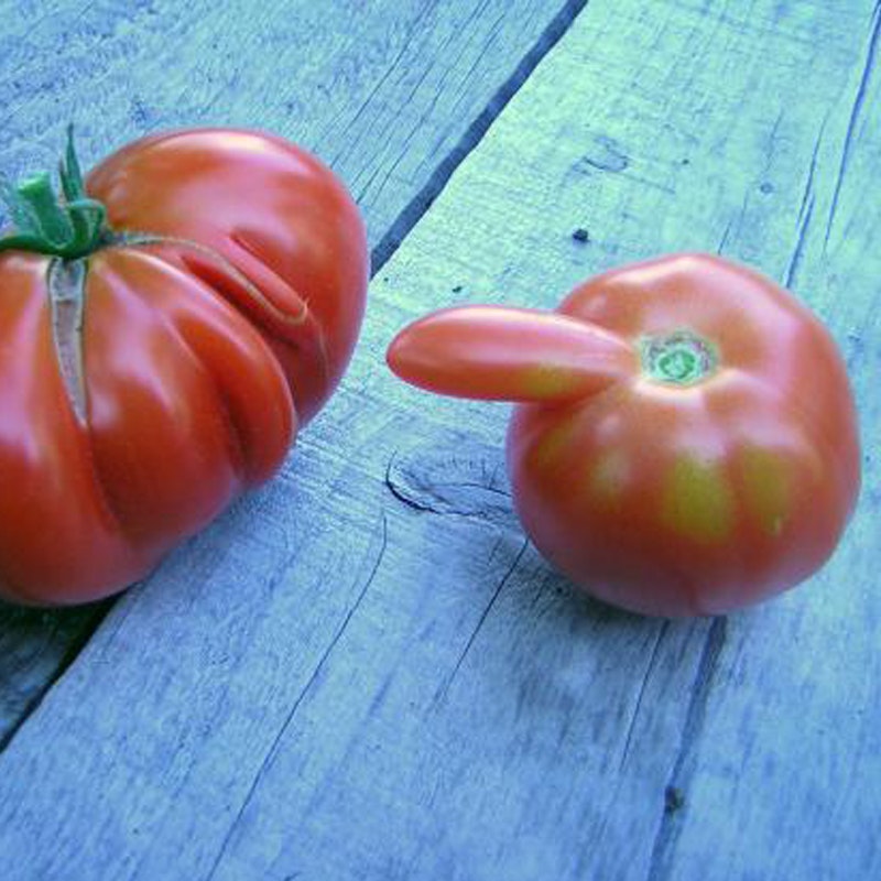 Помидоры помидоры песня сектор газа. Смешной помидор. Смешной томат. Смешные овощи. Смешные овощи и фрукты.