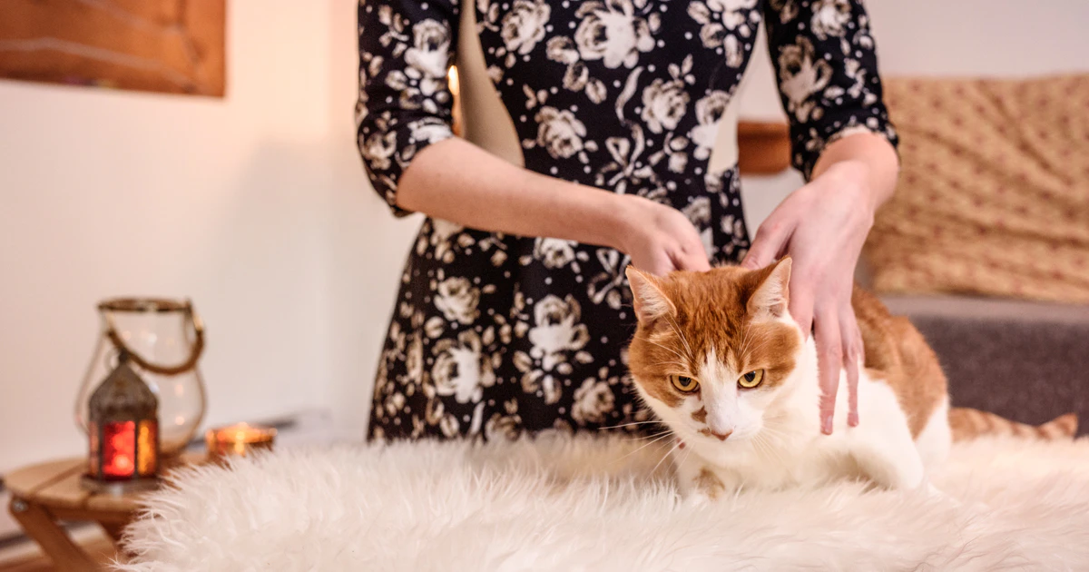 Un Massage Pour Un Chat Tendu Urbania