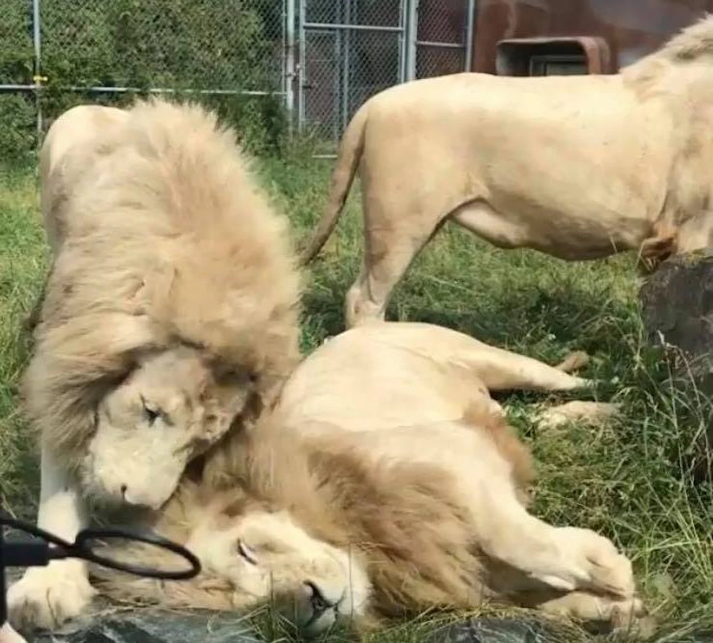 Ce chien pleure-t-il vraiment en regardant Le Roi Lion