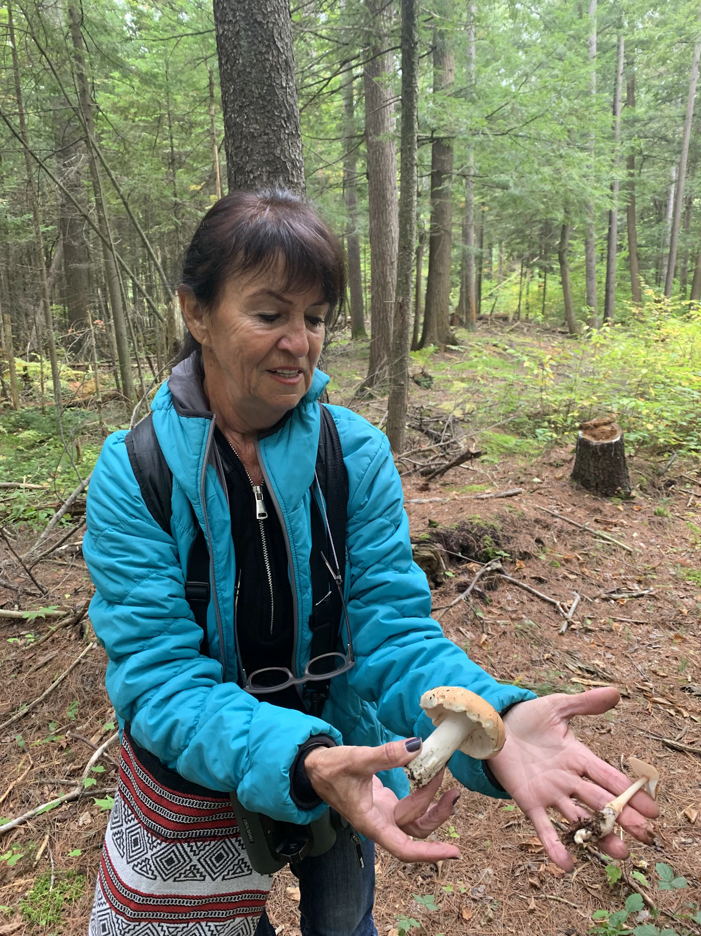 Peut-on cueillir des champignons malgré le manque de pluie